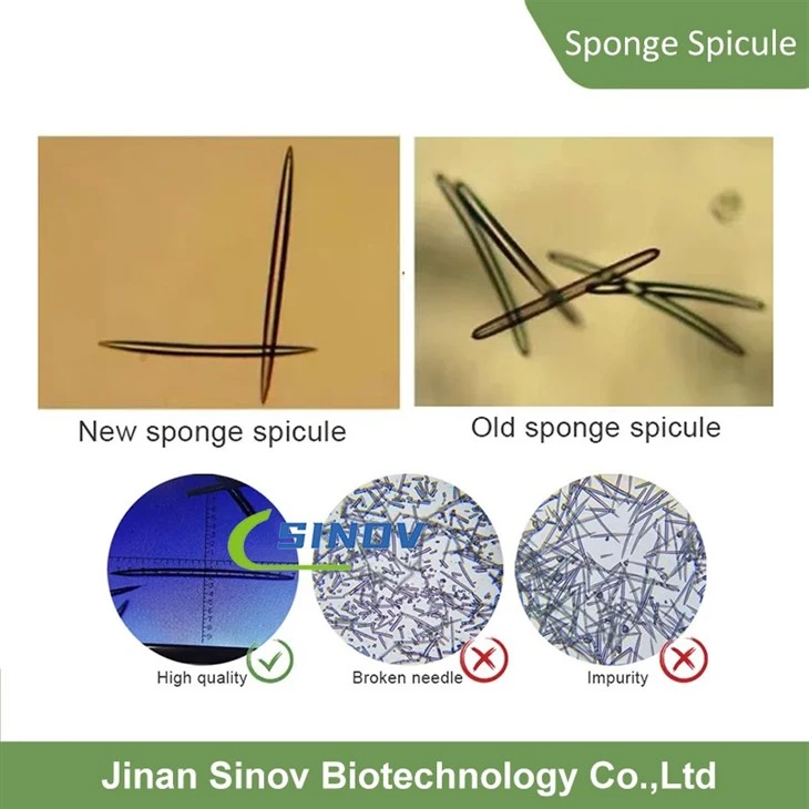 sponge spicule skincare