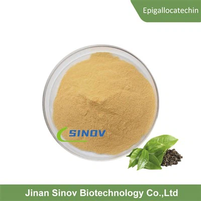 Epigallocatechin -Gallatpulver